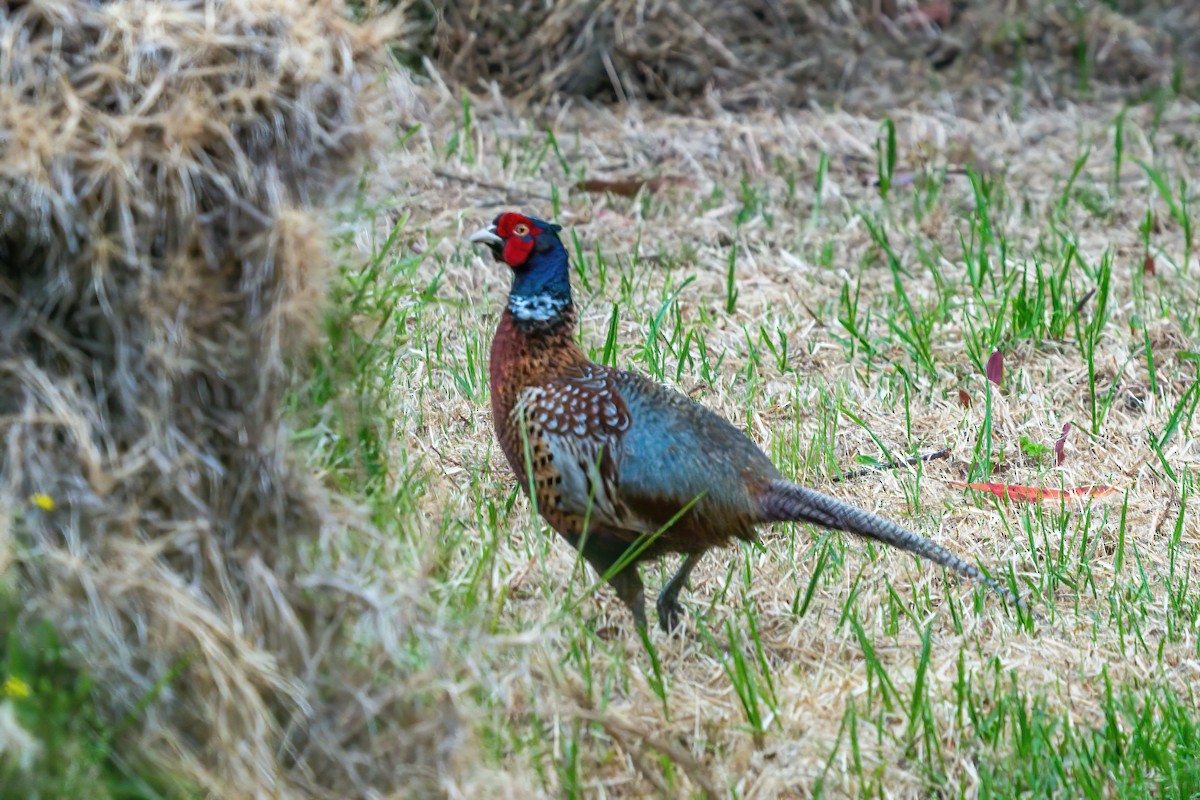 Ring-necked Pheasant - ML646665110