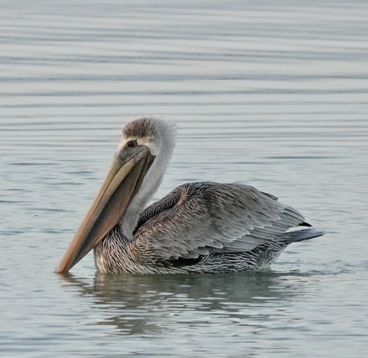 Brown Pelican - ML646665111