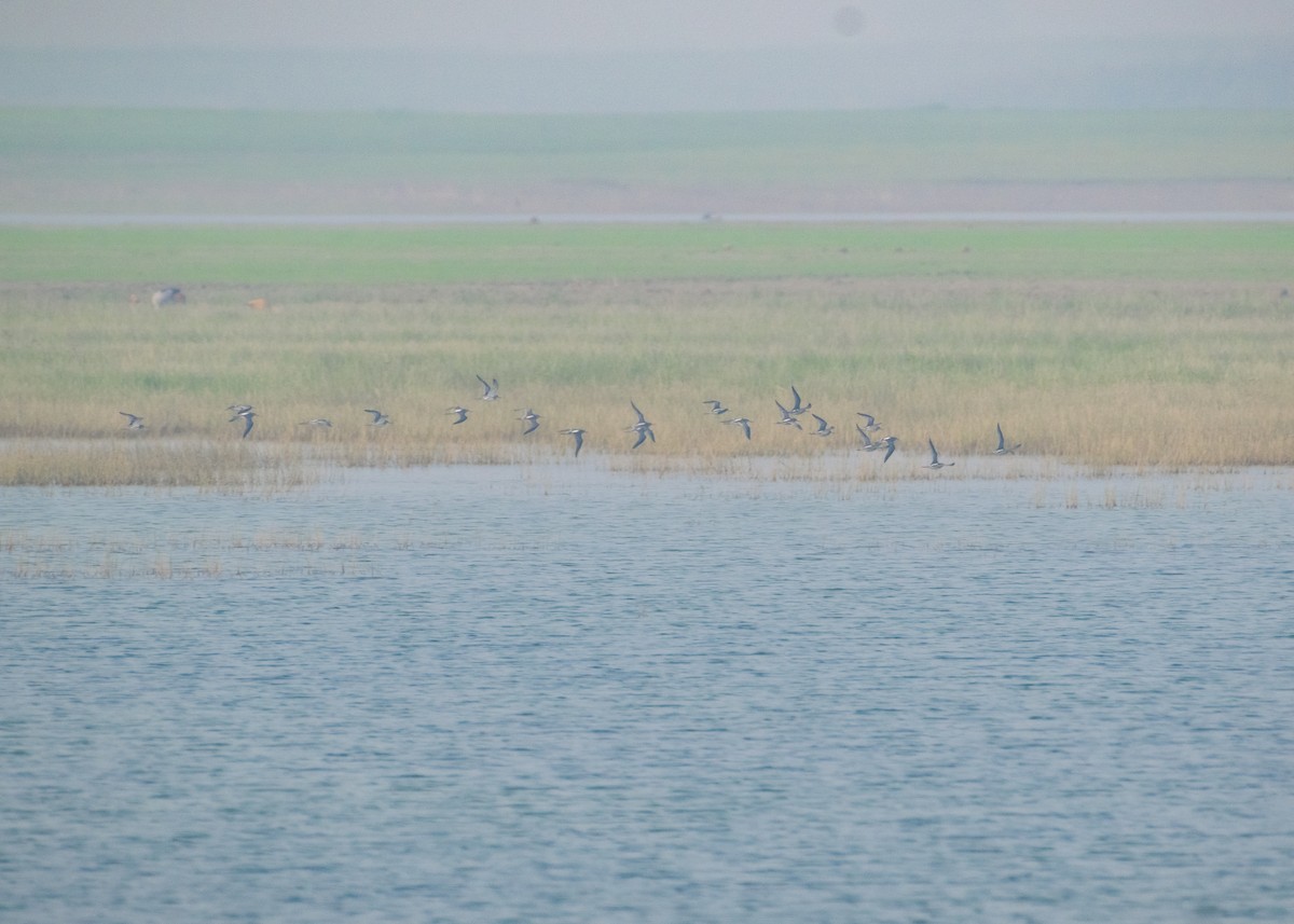Spotted Redshank - ML646665112