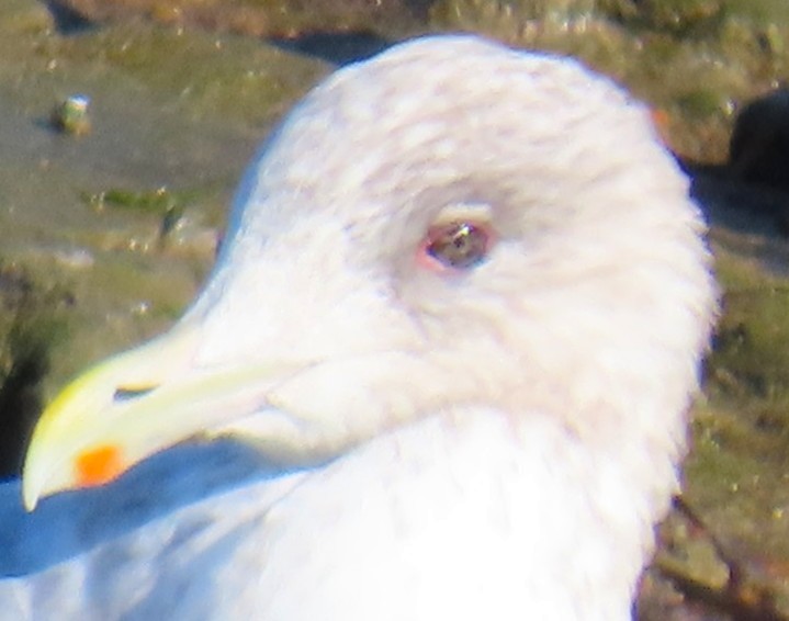 Goéland arctique (thayeri) - ML646665113