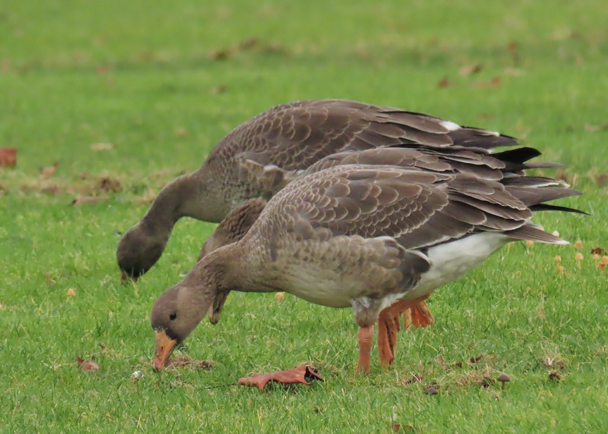 Greater White-fronted Goose - ML646665122