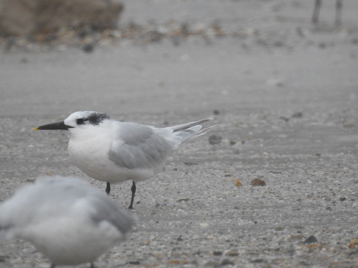 Крячок рябодзьобий - ML646665124