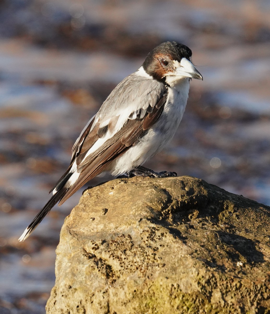 Gray Butcherbird - ML646665125