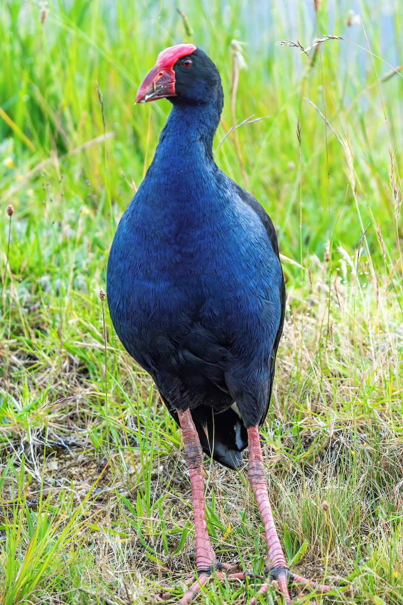 Australasian Swamphen - ML646665126