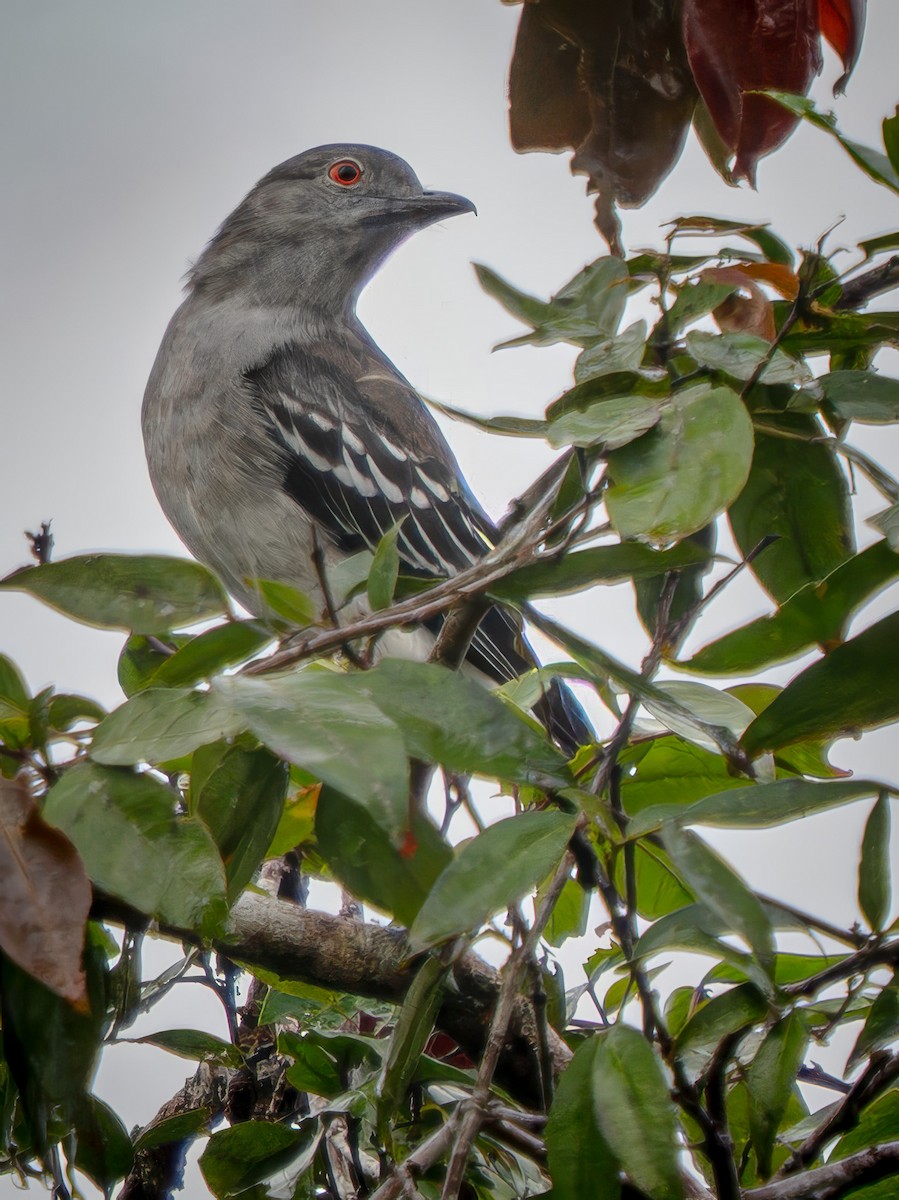 Black-tipped Cotinga - ML646665128