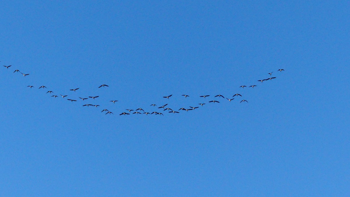 Canada Goose - ML646665129