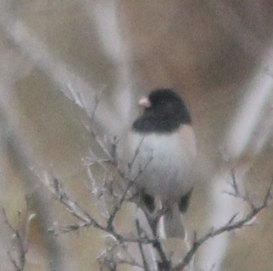 Dark-eyed Junco - ML646665130