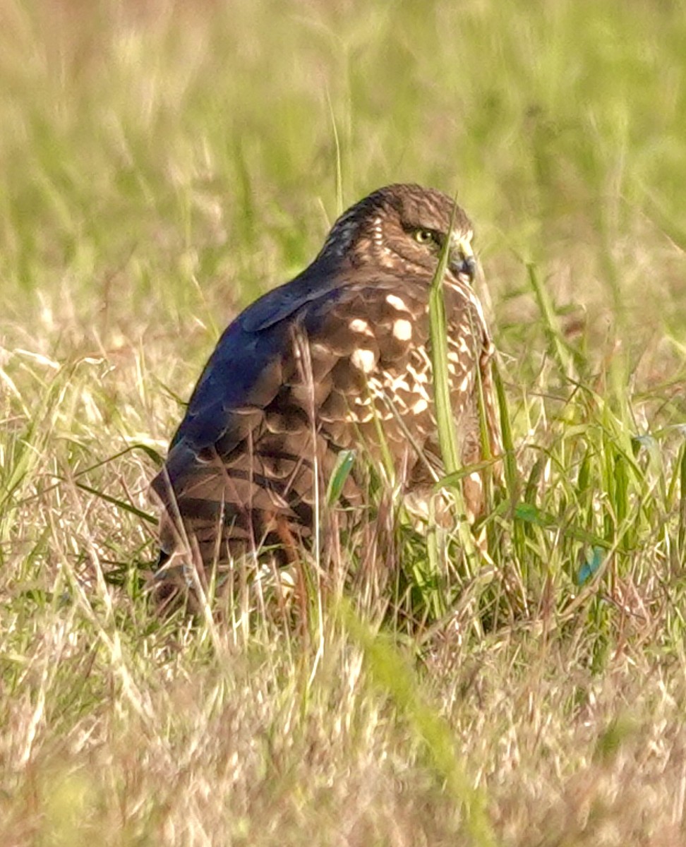 Northern Harrier - ML646665132