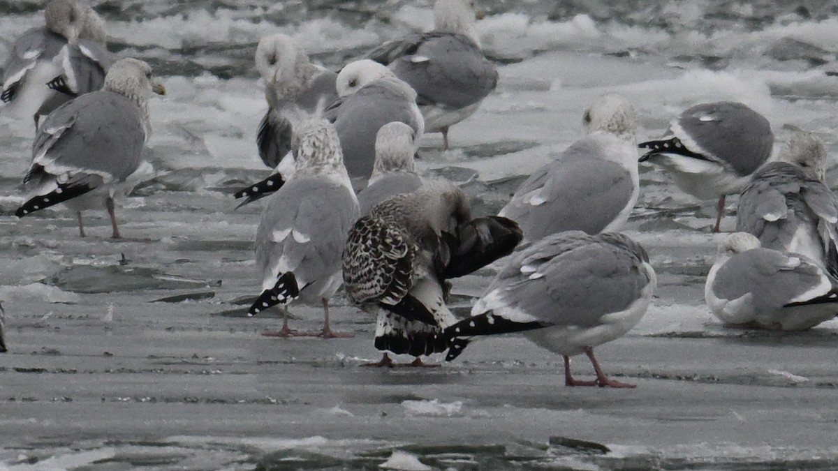 Great Black-backed Gull - ML646665134