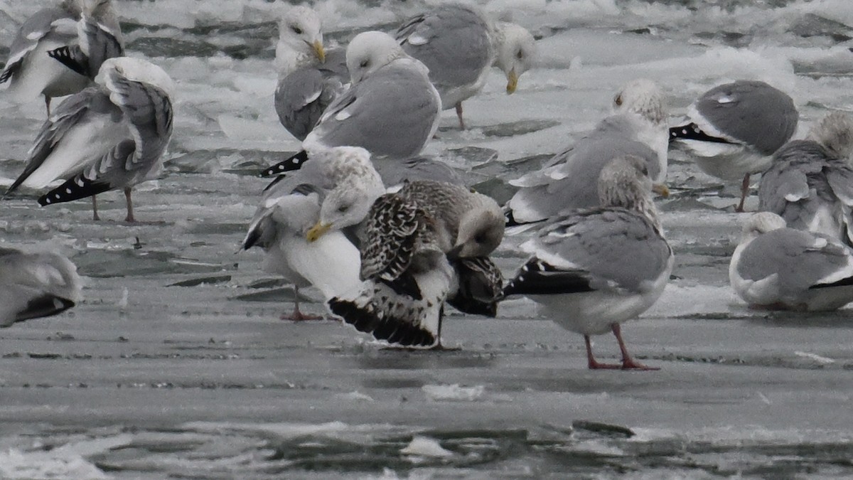 Great Black-backed Gull - ML646665135