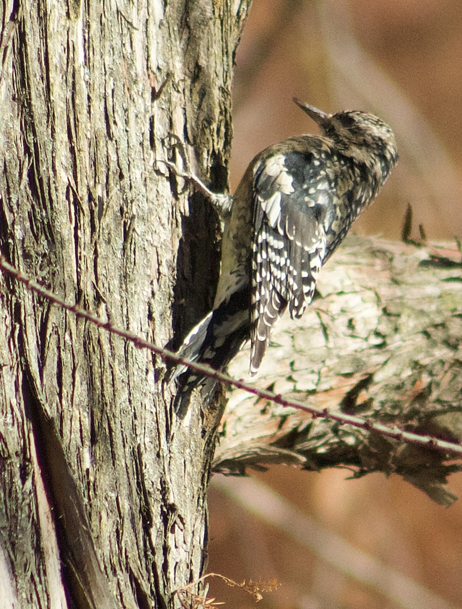 Chupasavia Norteño - ML646665138