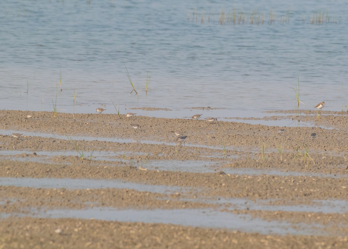 Temminck's Stint - ML646665139