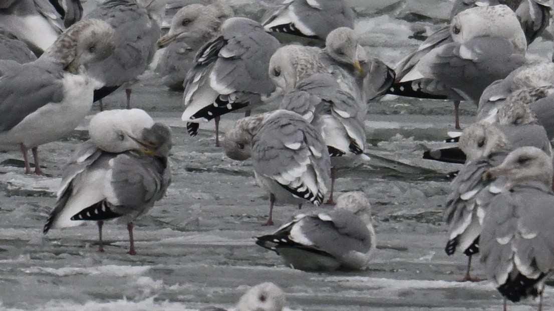 Iceland Gull (Thayer's) - ML646665140