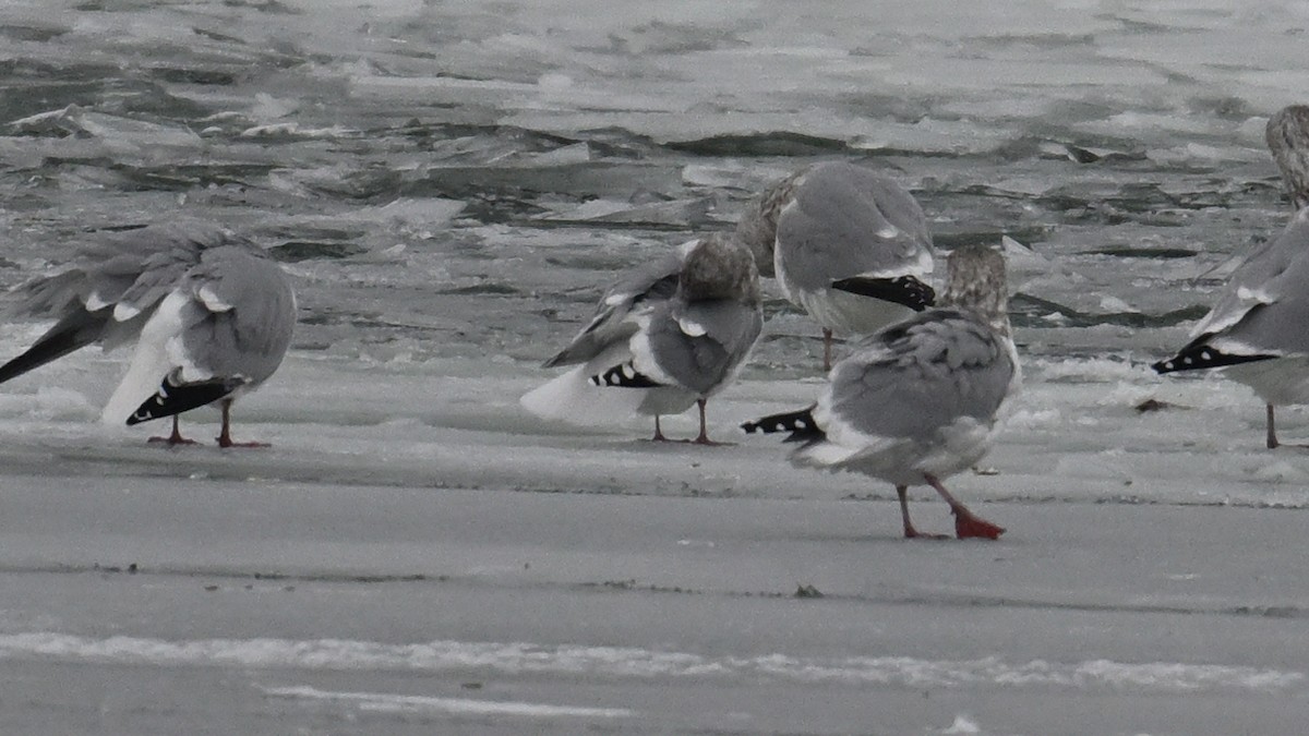 Iceland Gull (Thayer's) - ML646665141