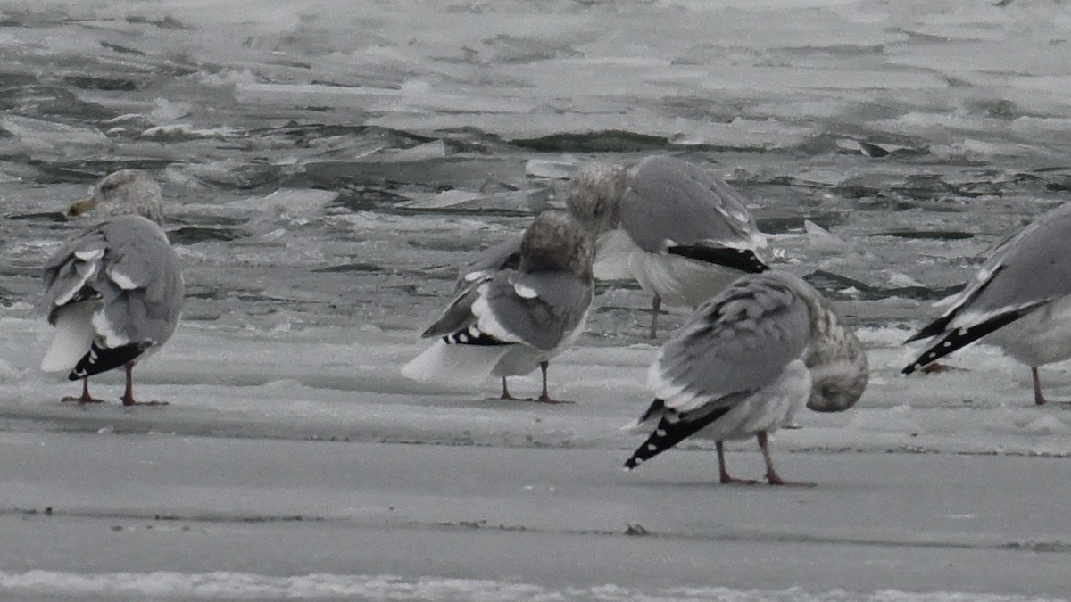 Iceland Gull (Thayer's) - ML646665142