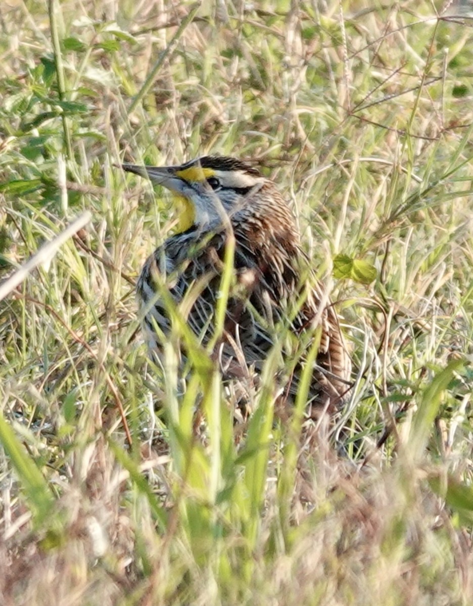 Eastern Meadowlark - ML646665143
