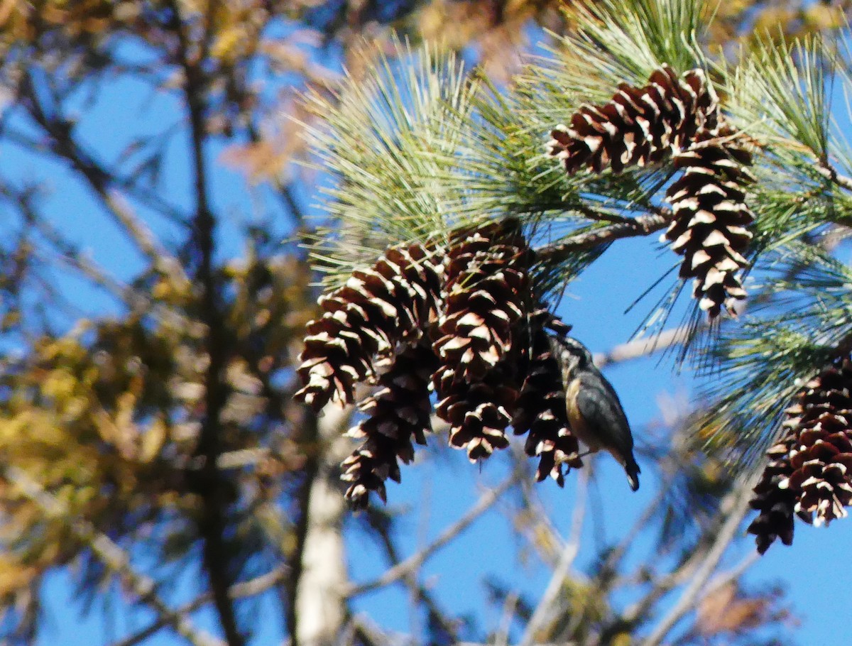 Red-breasted Nuthatch - ML646665144