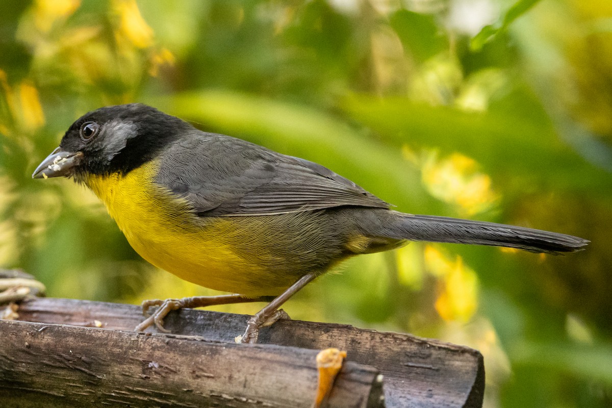 Santa Marta Brushfinch - ML646665145