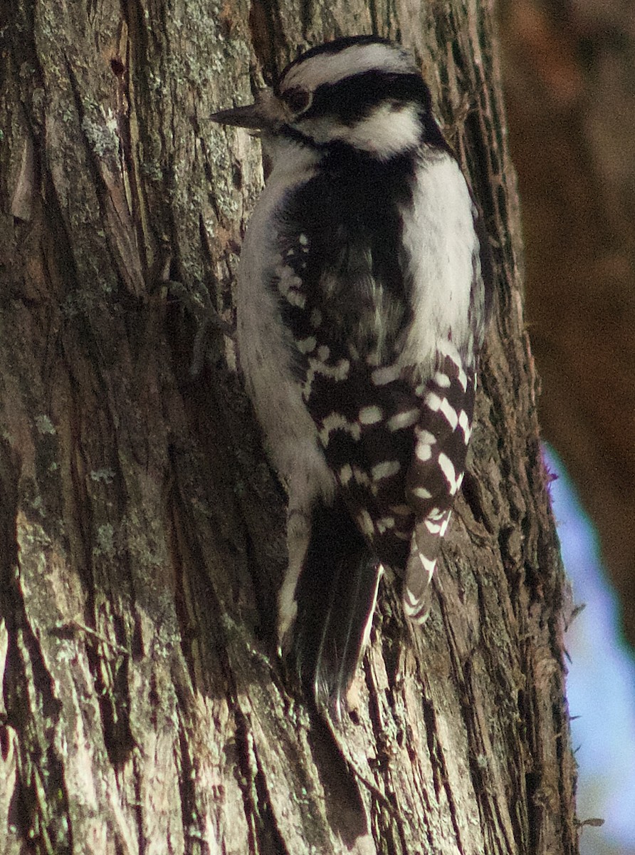 Pico Pubescente - ML646665146