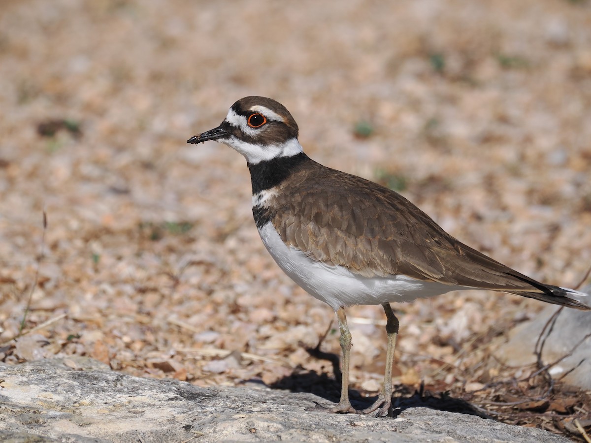 Killdeer - ML646665147