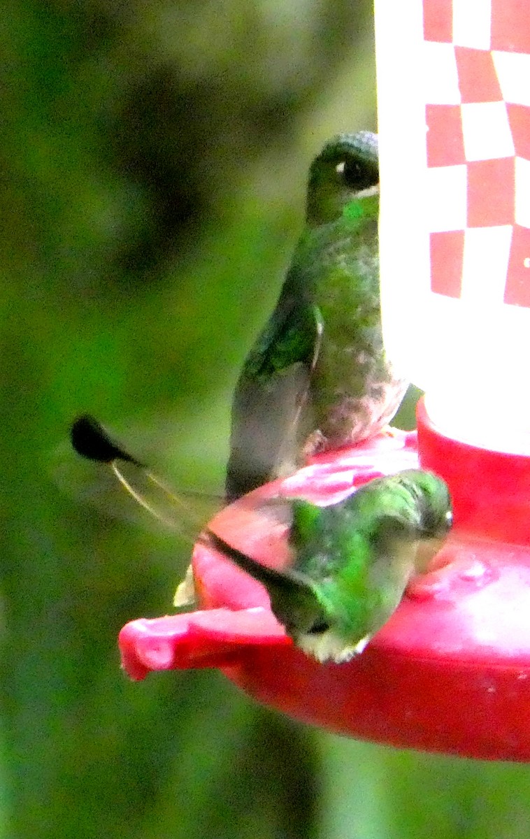 vimpelkolibri - ML646665148