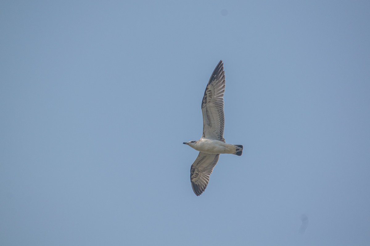 Pallas's Gull - ML646665149