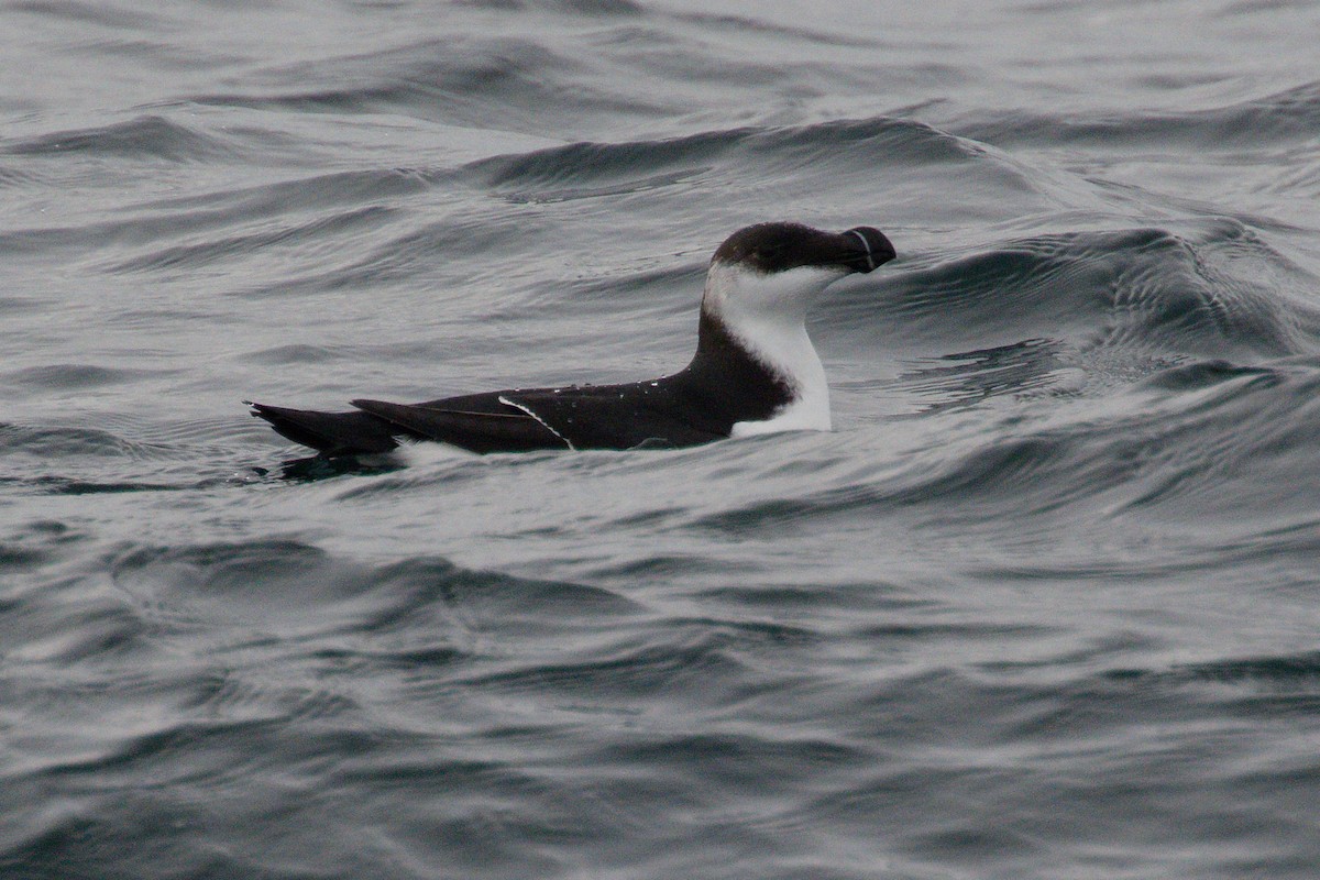 Razorbill - ML646665150