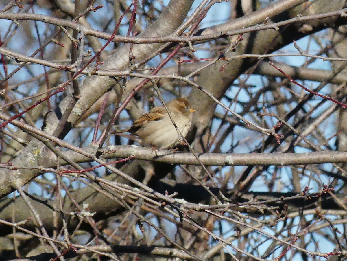 House Sparrow - ML646665151