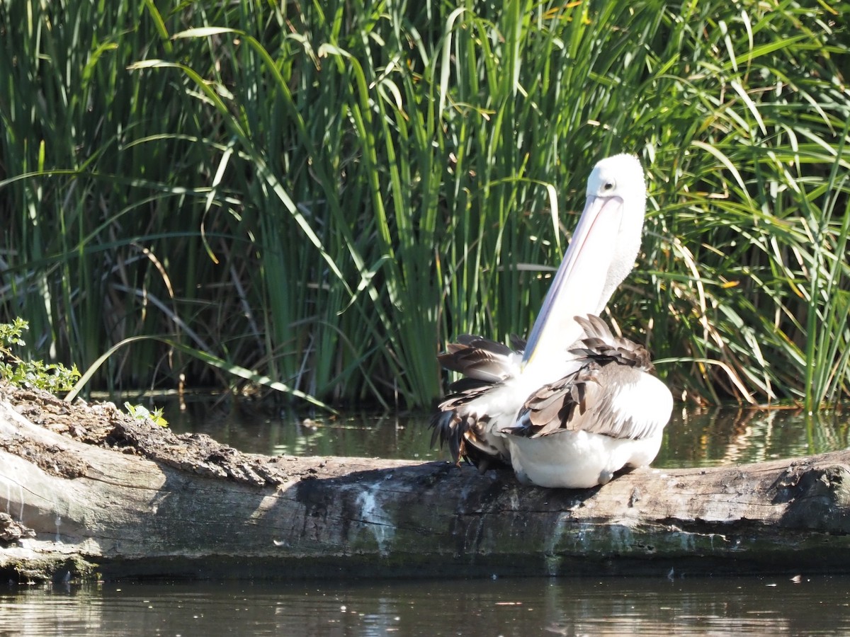 Australian Pelican - ML646665152