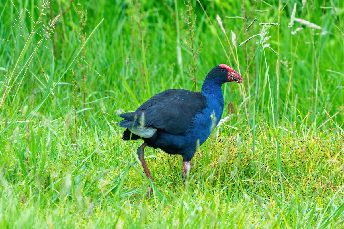 Australasian Swamphen - ML646665154