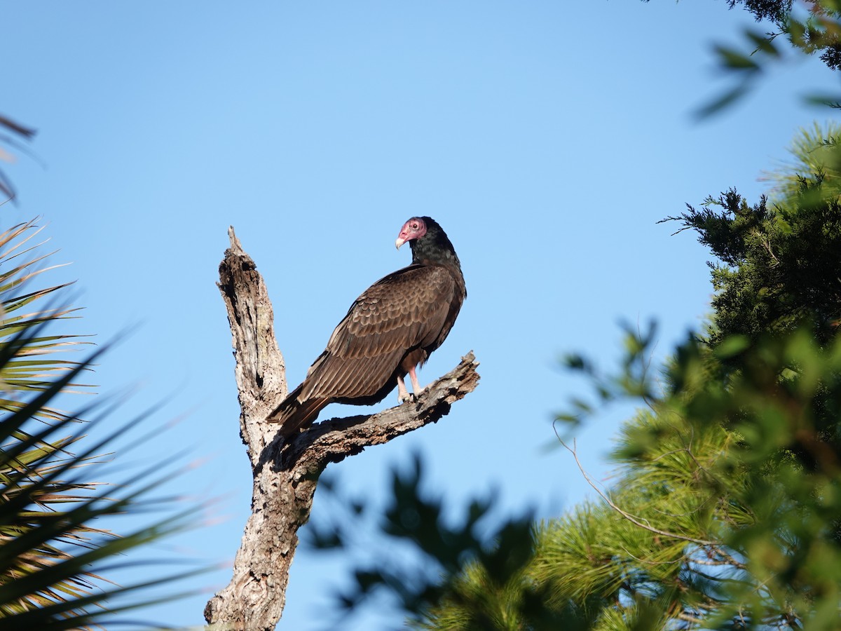 Turkey Vulture - ML646665155