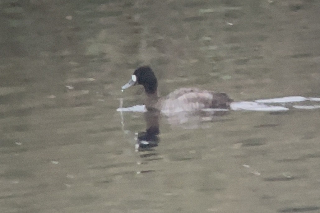 Lesser Scaup - ML646665171