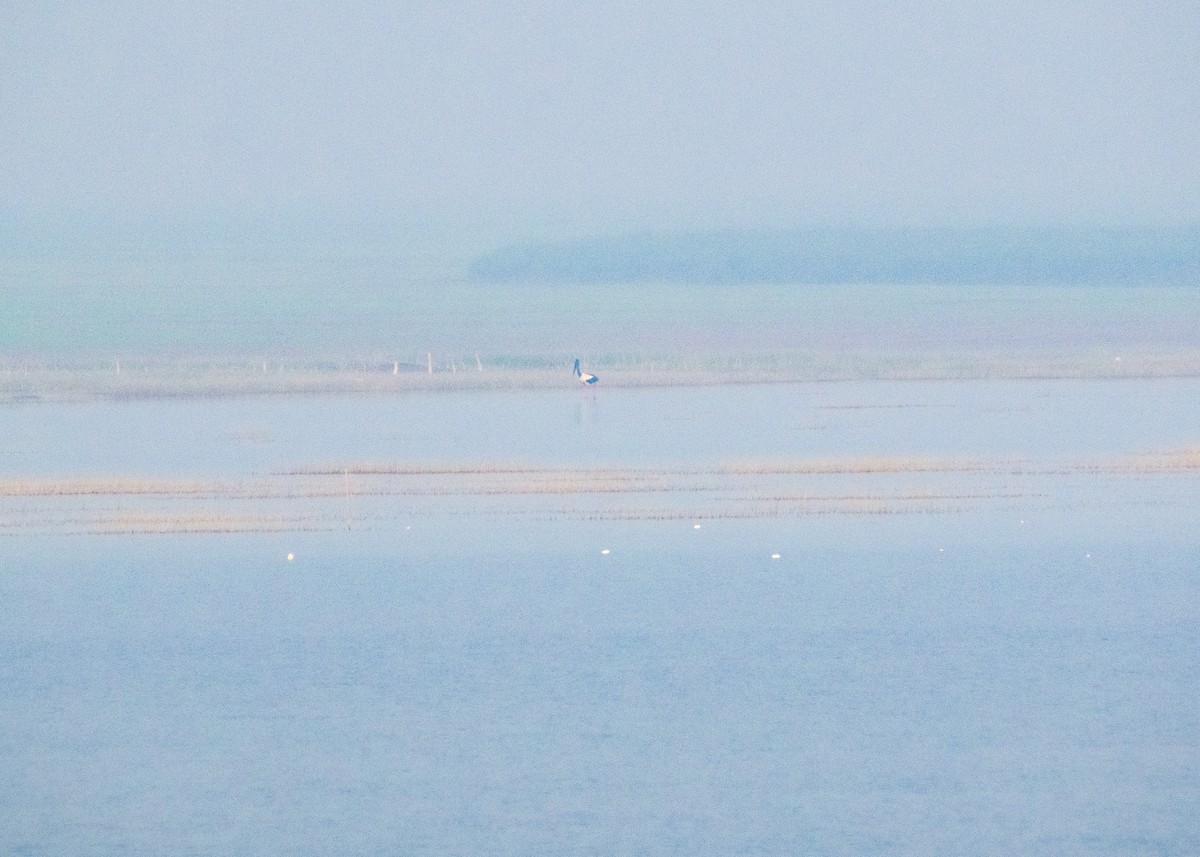 Black-necked Stork - ML646665178