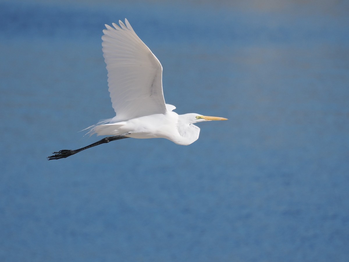 Great Egret - ML646665179