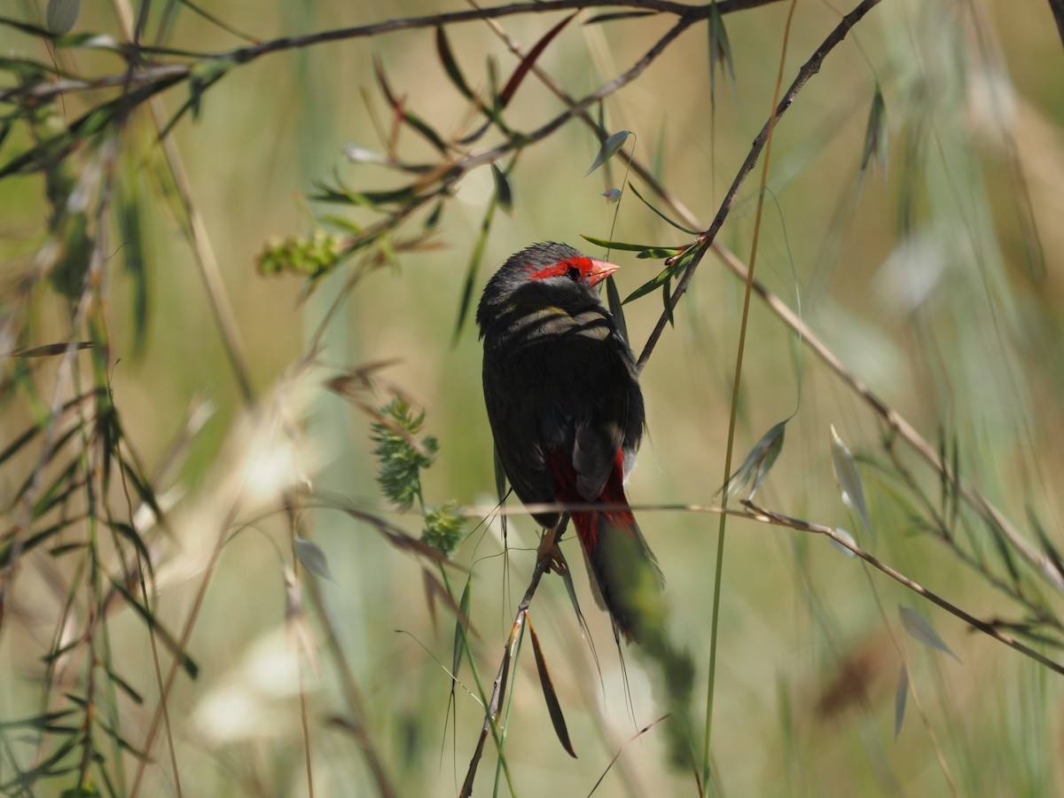 Red-browed Firetail - ML646665180