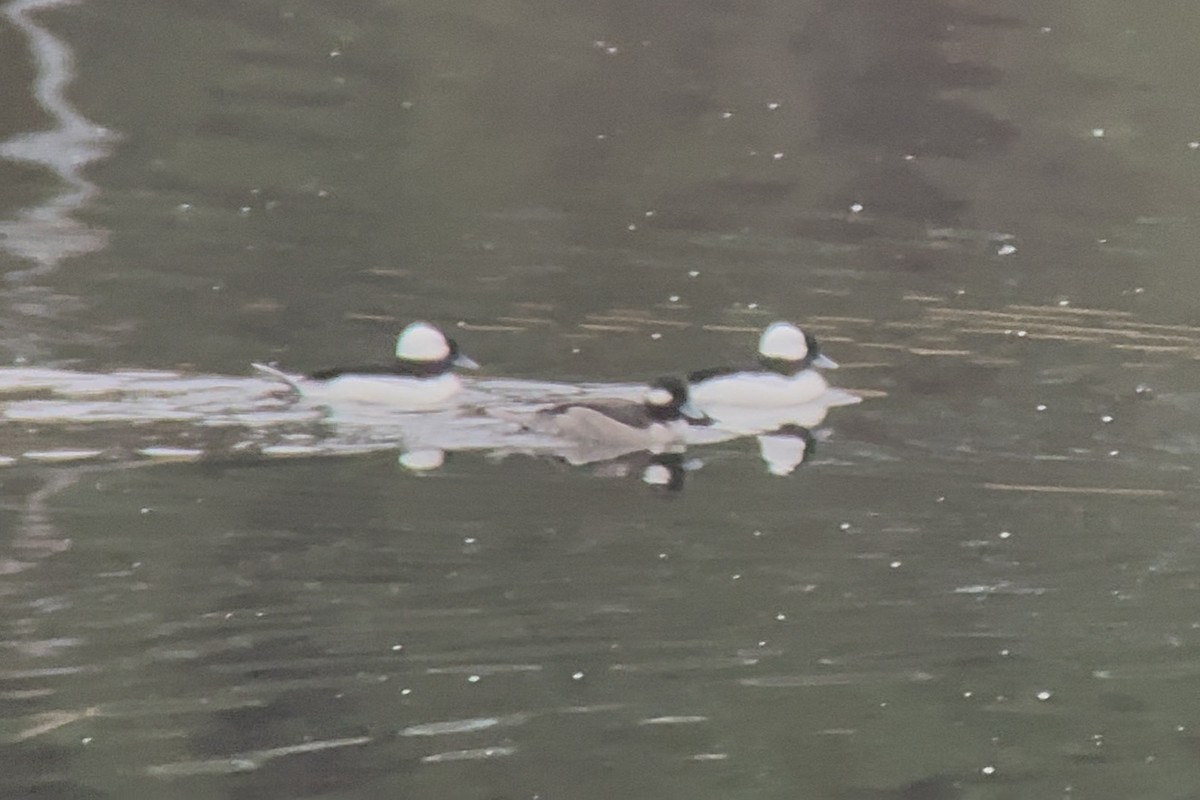 Bufflehead - ML646665181