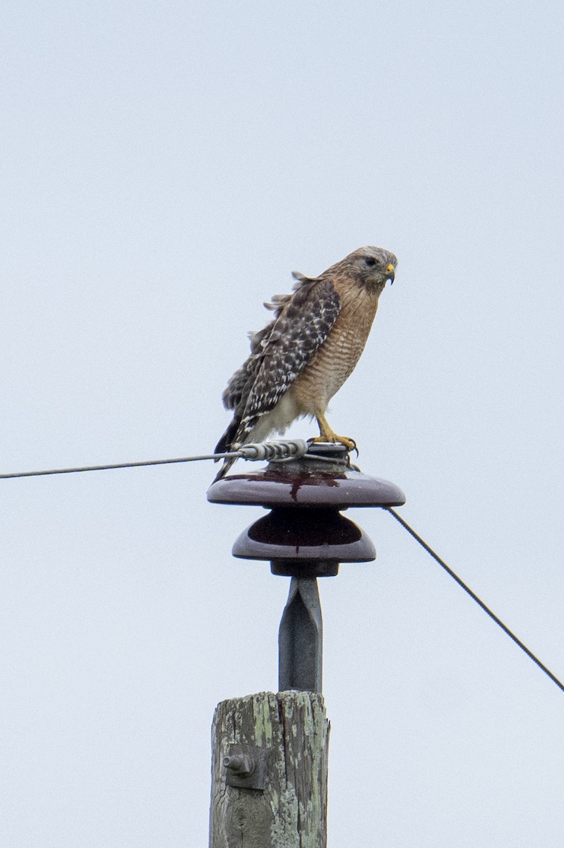 Red-shouldered Hawk - ML646665182