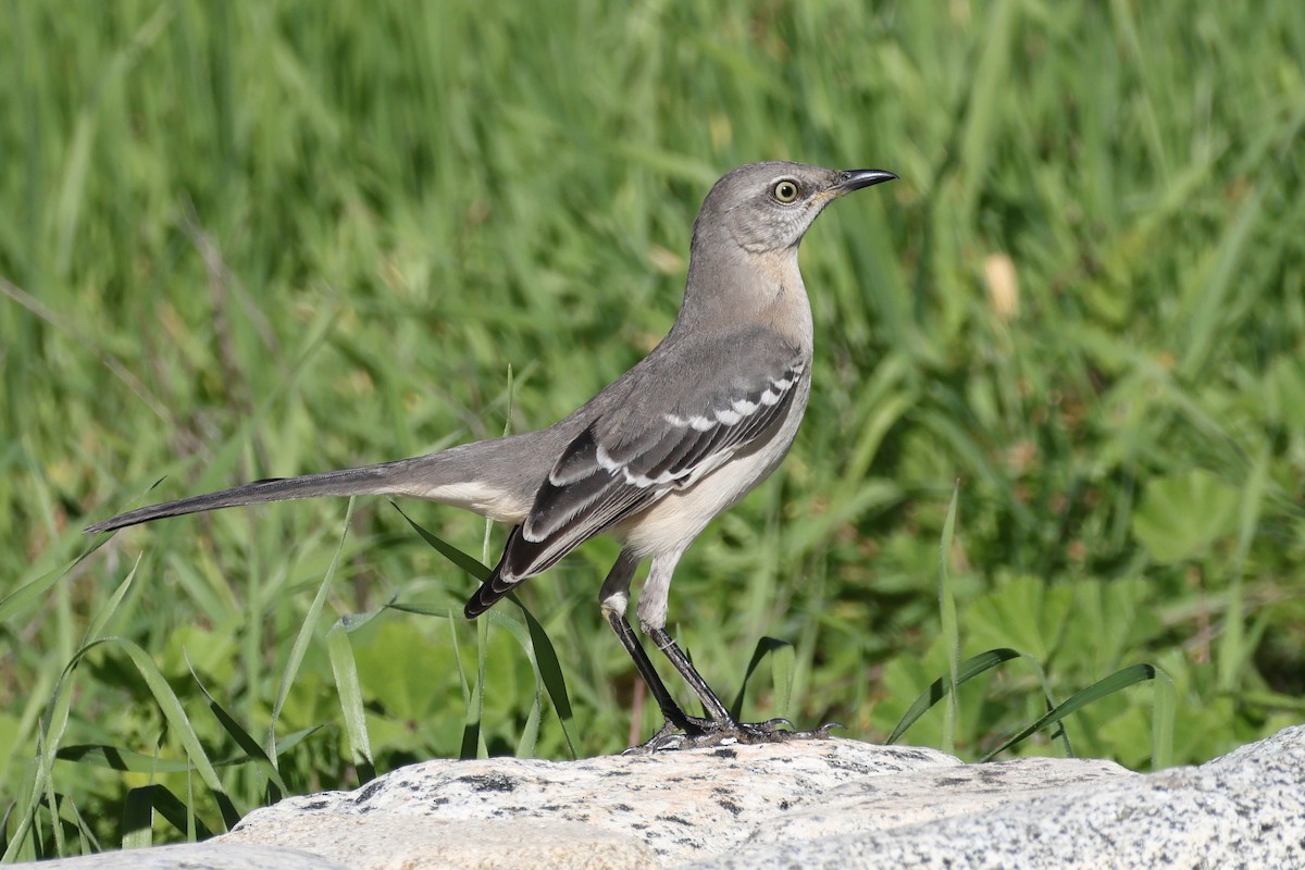 Northern Mockingbird - ML646665185
