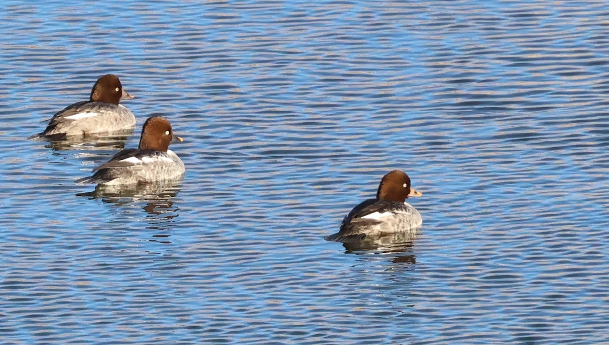 Common Goldeneye - ML646665186