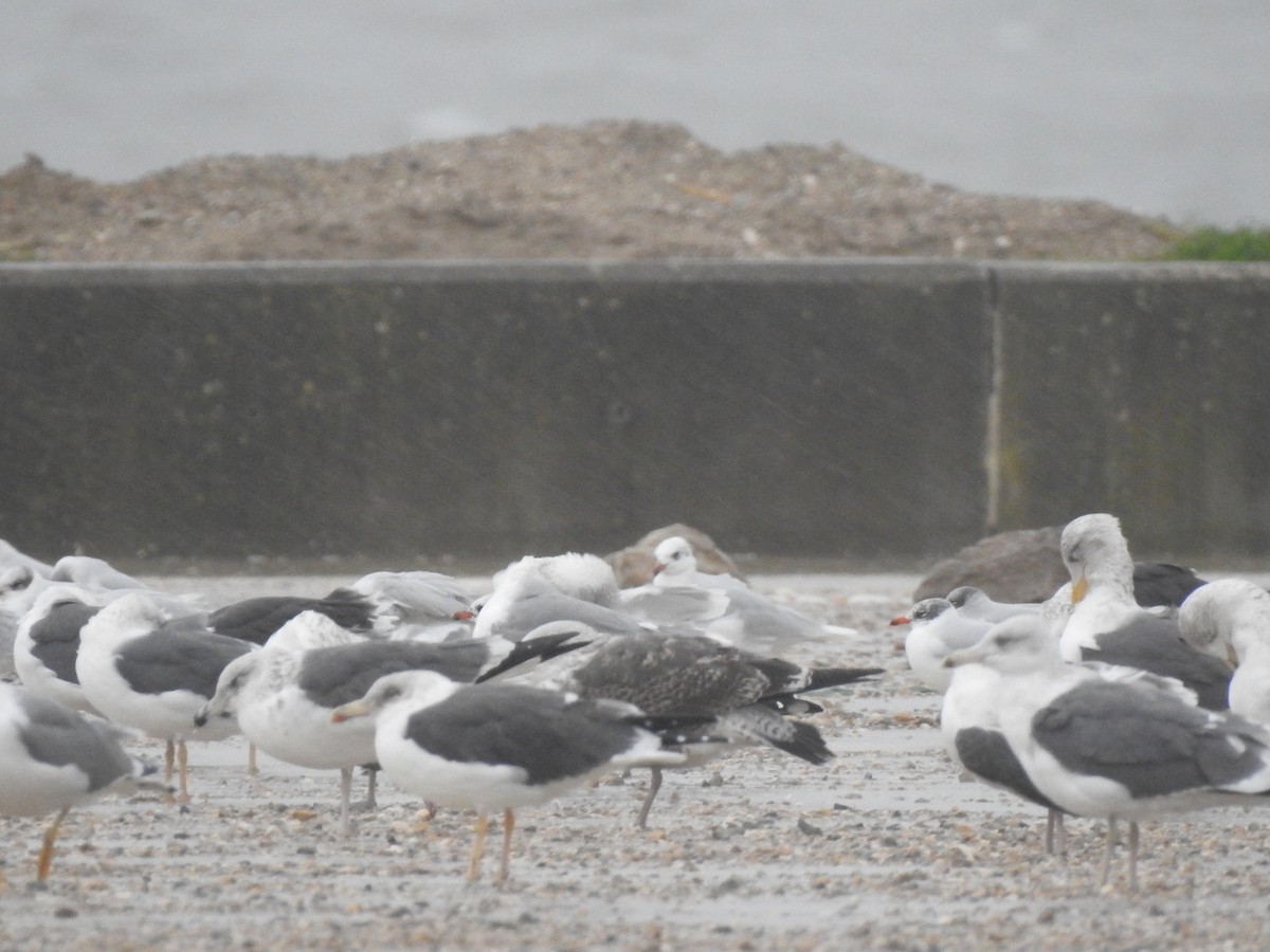 Lesser Black-backed Gull - ML646665187