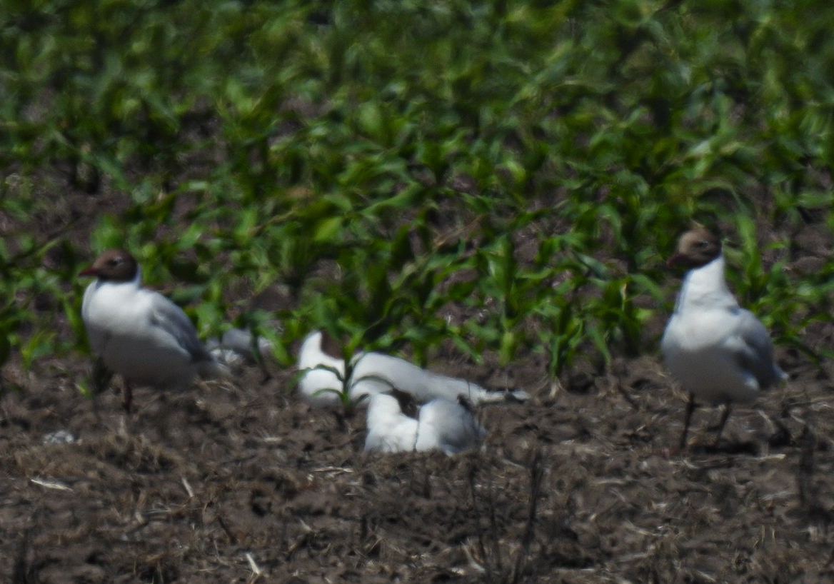 Brown-hooded Gull - ML646665190