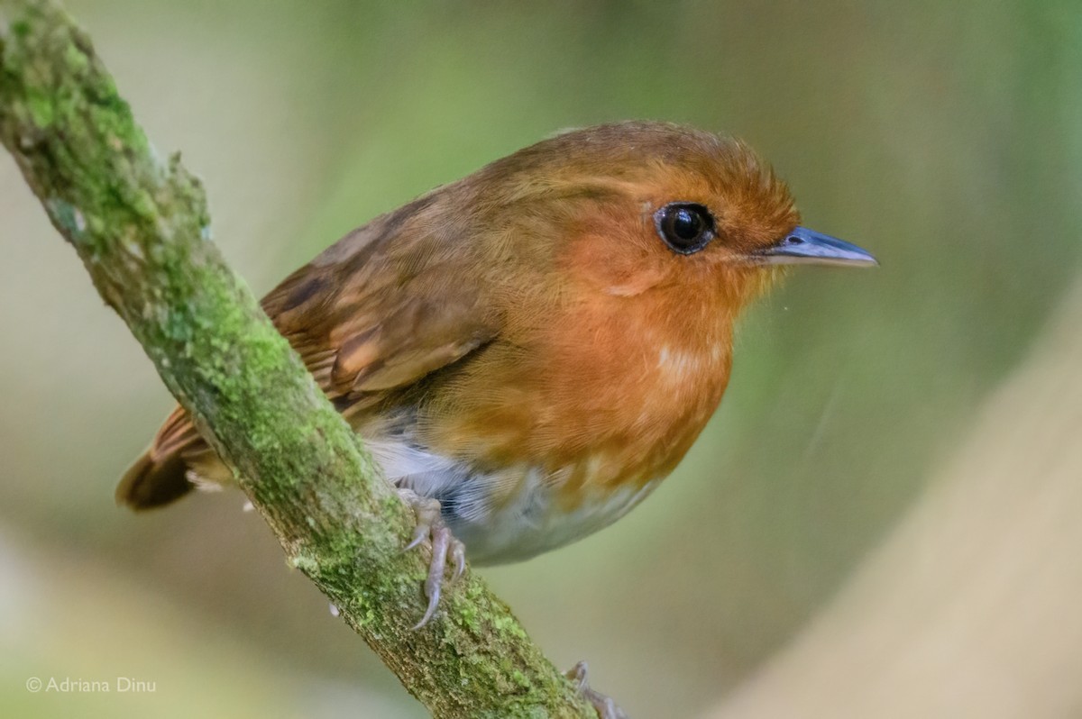 Rufous Gnateater - ML646665194