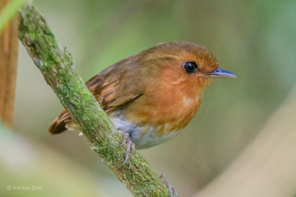 Rufous Gnateater - ML646665195