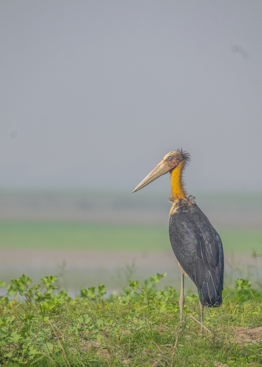 Lesser Adjutant - ML646665196