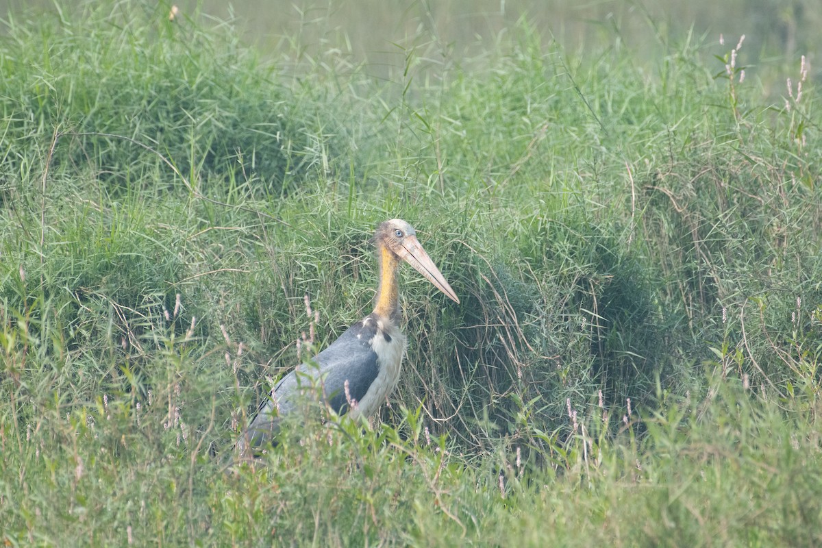 Lesser Adjutant - ML646665197