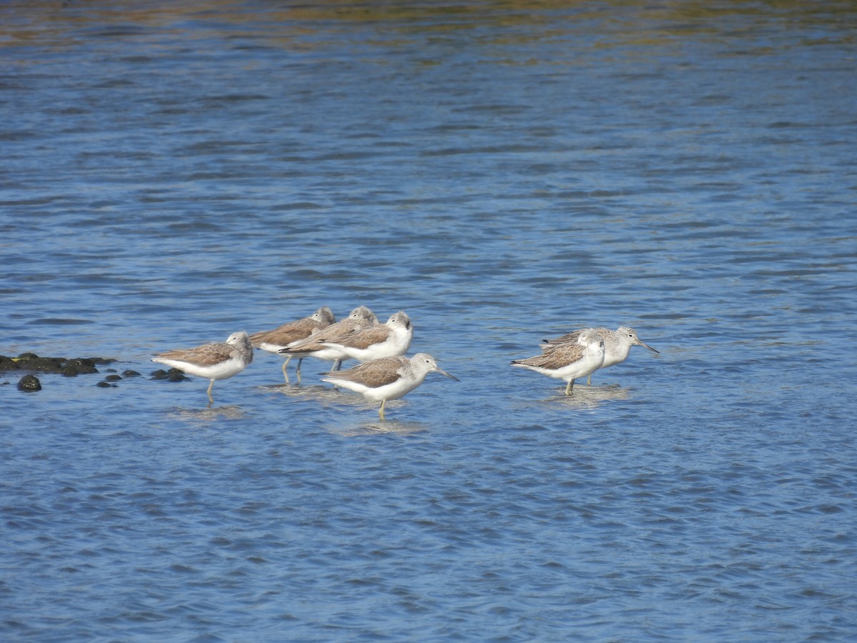 Pantana - ML646665198