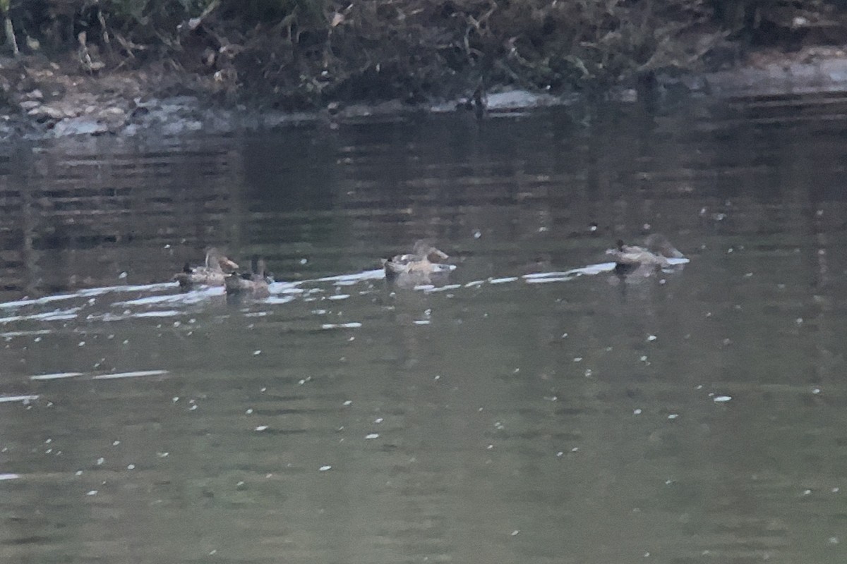 Northern Shoveler - ML646665199