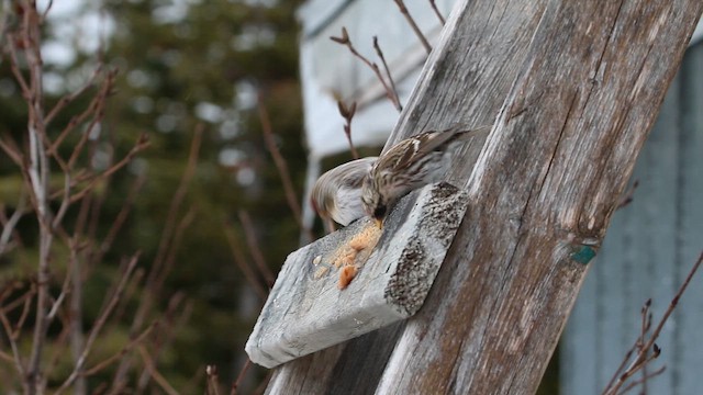 Pardillo Sizerín (ártico) - ML646665201