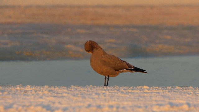Gray Gull - ML646665202