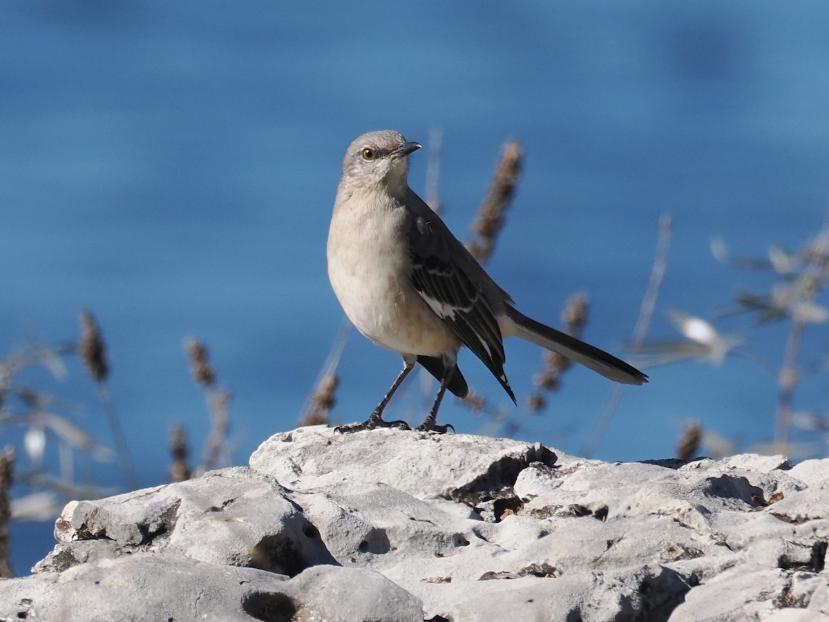 Northern Mockingbird - ML646665203